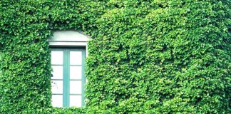 Mur végétalisé Bordeaux : combien ça coûte en 2026 ? mur végétalisé Bordeaux