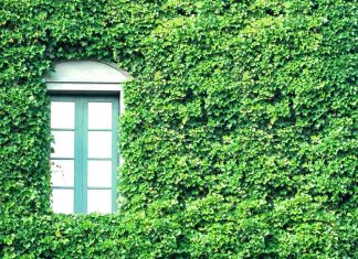 Mur végétalisé Bordeaux : combien ça coûte en 2026 ? mur végétalisé Bordeaux