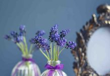 Boutures lilas des Indes : quelle est la meilleure méthode ? boutures lilas des indes