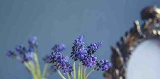 Boutures lilas des Indes : quelle est la meilleure méthode ? boutures lilas des indes