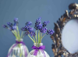Boutures lilas des Indes : quelle est la meilleure méthode ? boutures lilas des indes