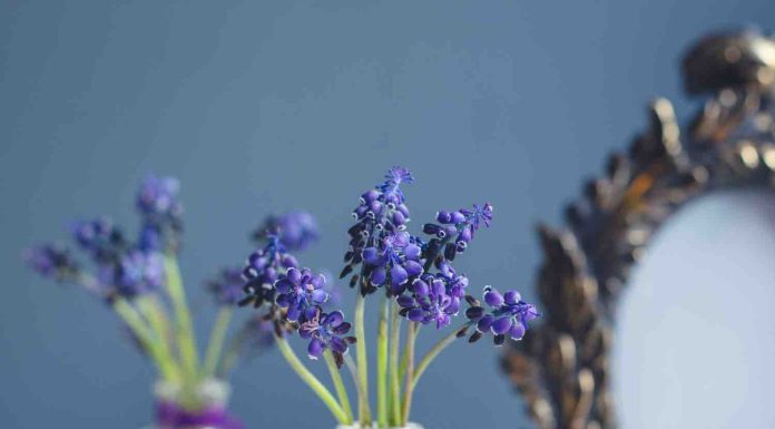 Boutures lilas des Indes : quelle est la meilleure méthode ? boutures lilas des indes