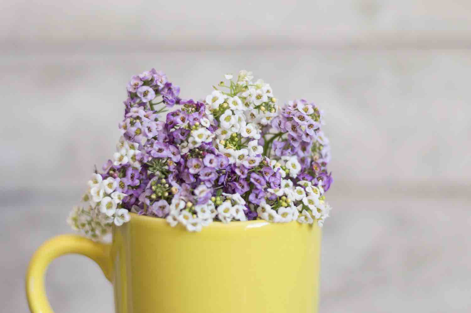 boutures lilas des indes