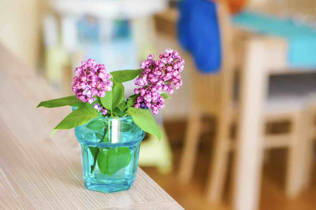 boutures lilas des indes boutures lilas des indes