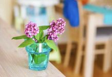 Boutures lilas des Indes : quand les réaliser ? boutures lilas des indes