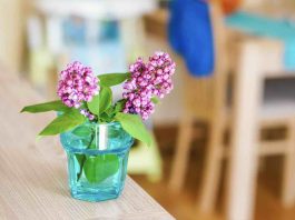 Boutures lilas des Indes : quand les réaliser ? boutures lilas des indes