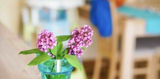 Boutures lilas des Indes : quand les réaliser ? boutures lilas des indes