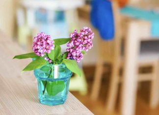 Boutures lilas des Indes : quand les réaliser ? boutures lilas des indes