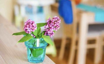 Boutures lilas des Indes : quand les réaliser ? boutures lilas des indes