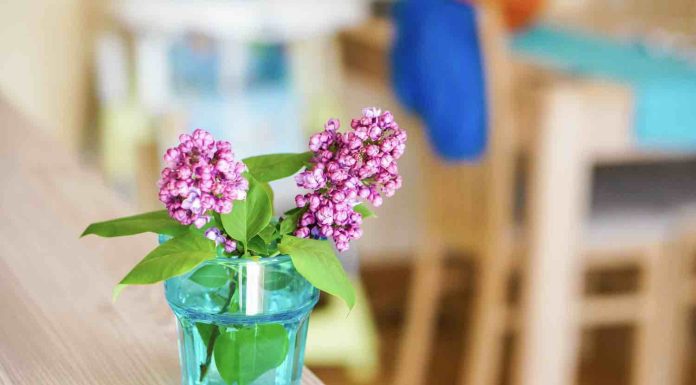 Boutures lilas des Indes : quand les réaliser ? boutures lilas des indes