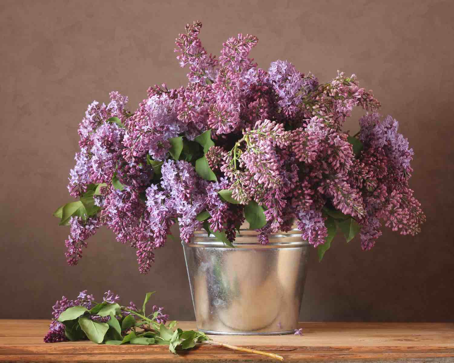 boutures lilas des indes